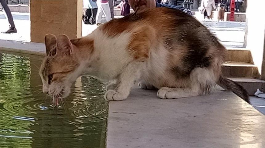 Sıcak Hava Hayvanları Da Etkiledi