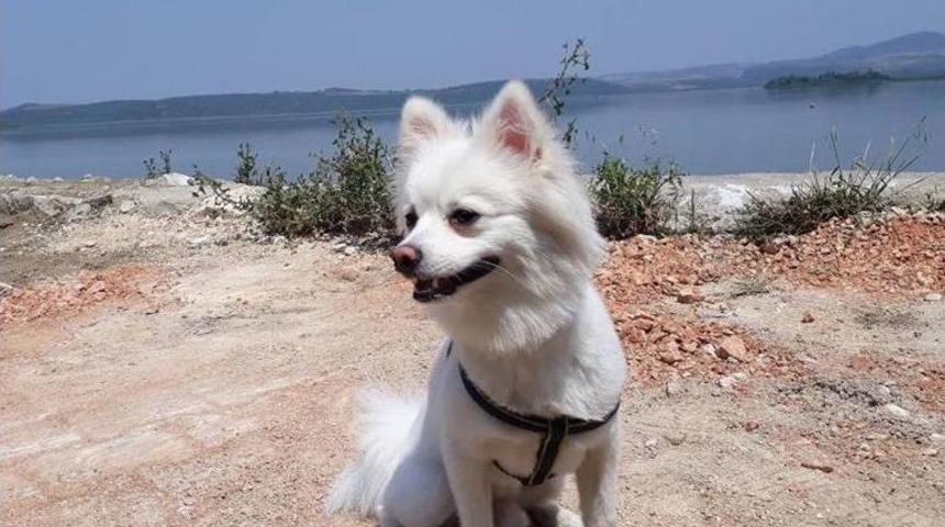 Kafesini Açan "paşa" Deniz Otobüsünden Atladı