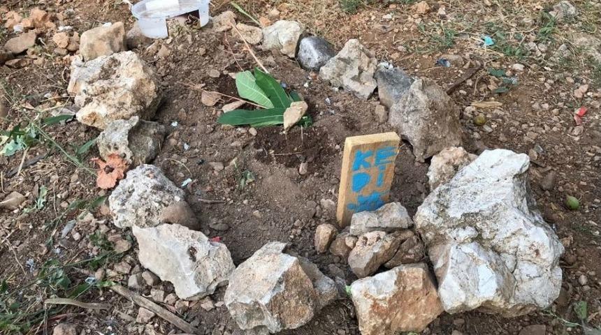 Burdur&rsquo;da Sokak Kedilerinin Zehirlendiği İddiası