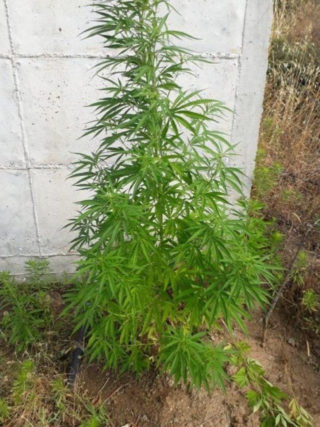 Damlama Sulama Y&ouml;ntemiyle Kenevir Sularken Yakalandı 1