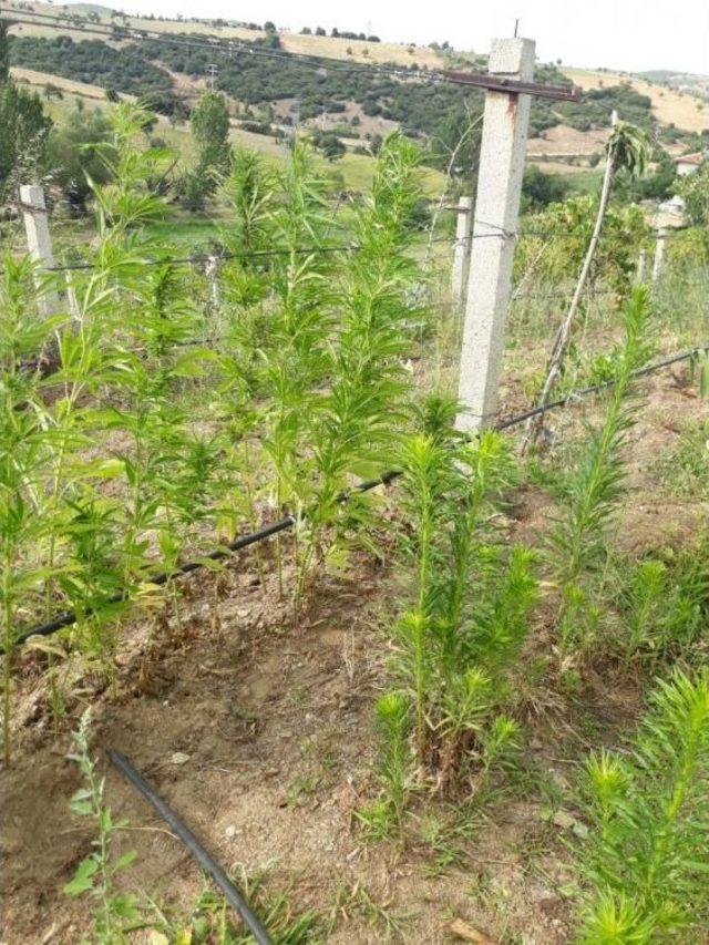Damlama Sulama Y&ouml;ntemiyle Kenevir Sularken Yakalandı 2