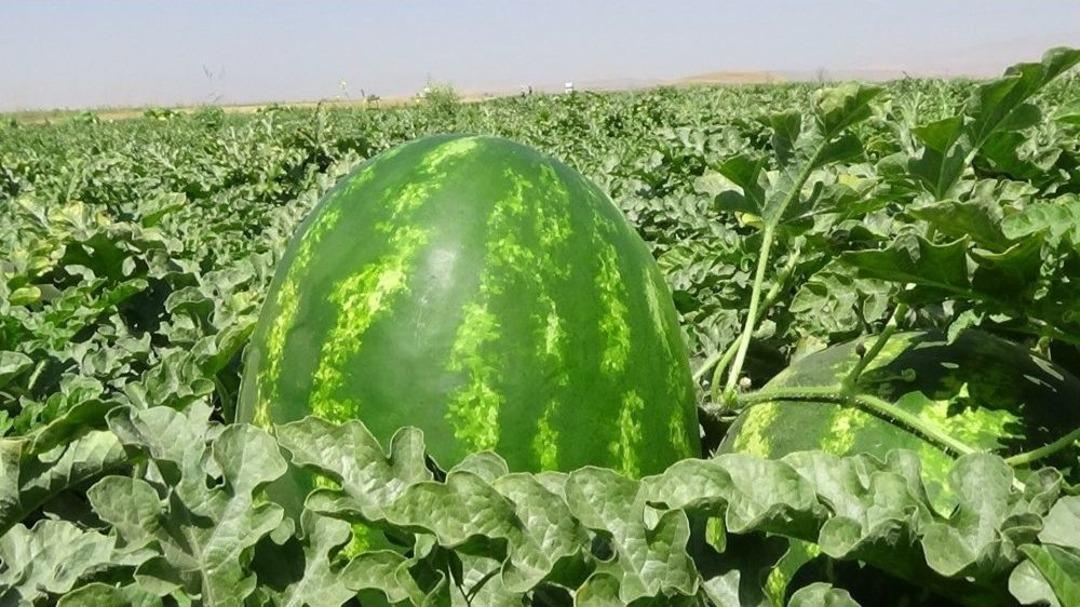 Muş Ekonomisine 60 Milyon Tl&rsquo;lik Karpuz Katkısı