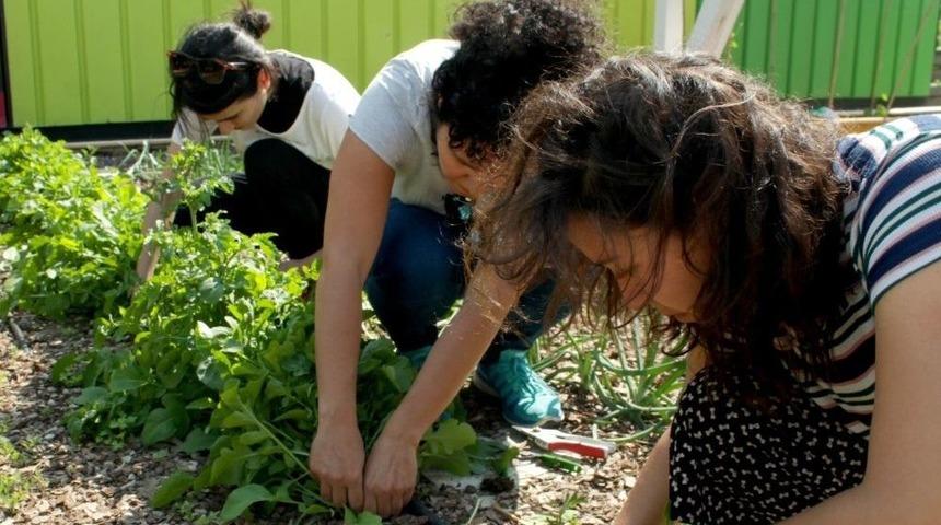 Plazalar Arasında Hasat Şenliği