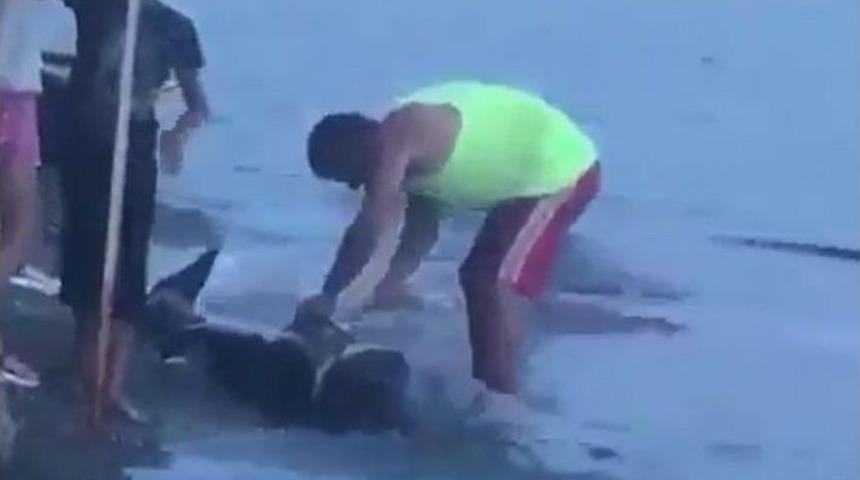 Gemlik&rsquo;te Karaya Vuran Yunus Balığını Doğradılar!