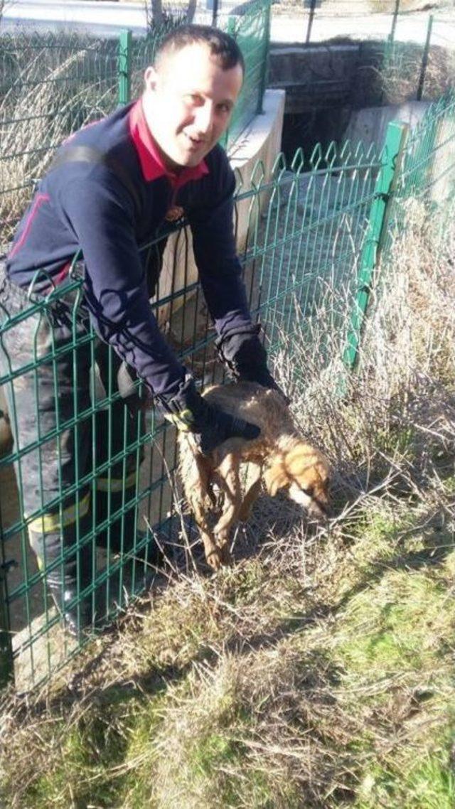 Sulama Kanalına Düşen Köpeği İtfaiye Kurtardı