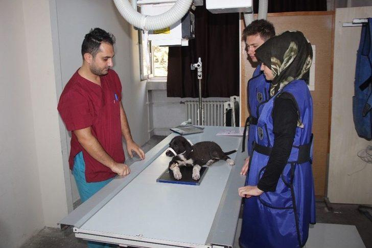 Selçuk Üniversitesinden Avrupa Standartlarında İkinci Hayvan Hastanesi G3