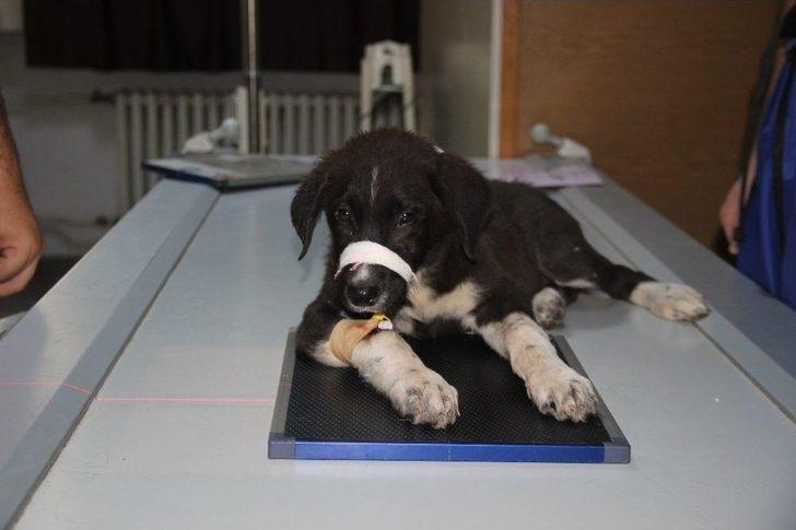 Selçuk Üniversitesinden Avrupa Standartlarında İkinci Hayvan Hastanesi G5