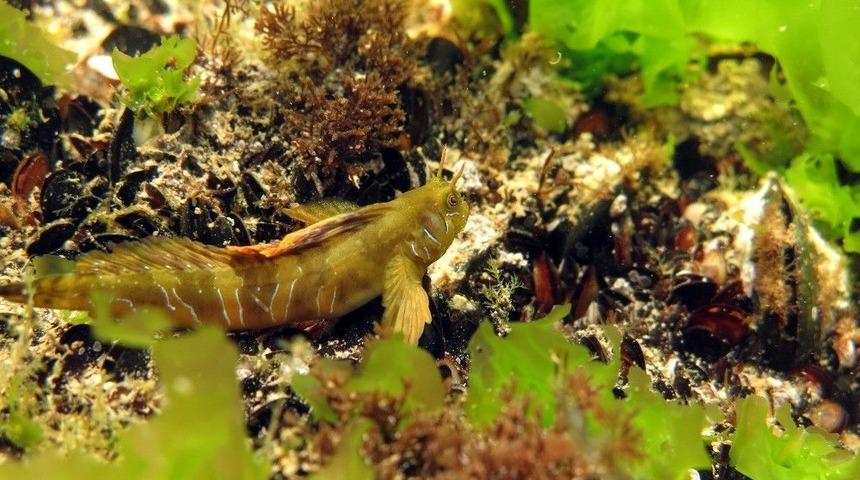 Karadeniz&rsquo;de &Ccedil;ektiği Su Altı Fotoğrafı &Ouml;d&uuml;l Getirdi