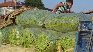 Fasulyedeki Verimsizlik Üreticiyi Üzdü