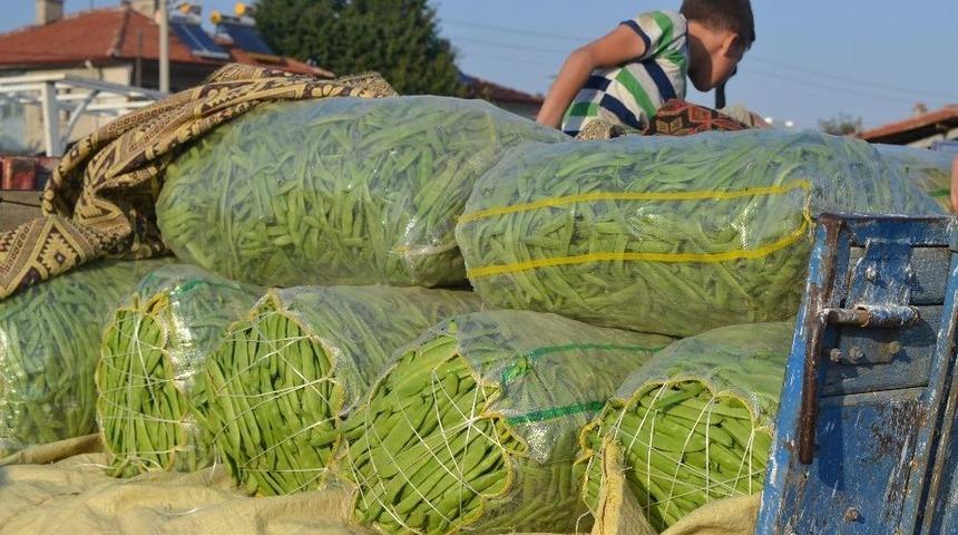 Fasulyedeki Verimsizlik Üreticiyi Üzdü