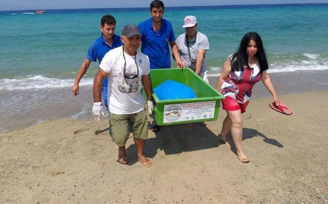 G&uuml;zel&ccedil;amlı Sahilinde &Ouml;l&uuml; Caretta Caretta Bulundu