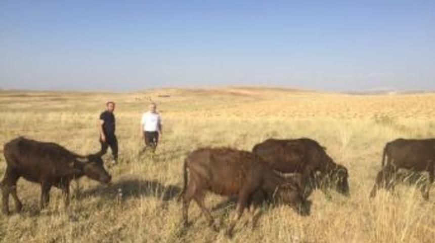 Gen&ccedil; &Ccedil;ift&ccedil;ilere Manda Dağıtımı