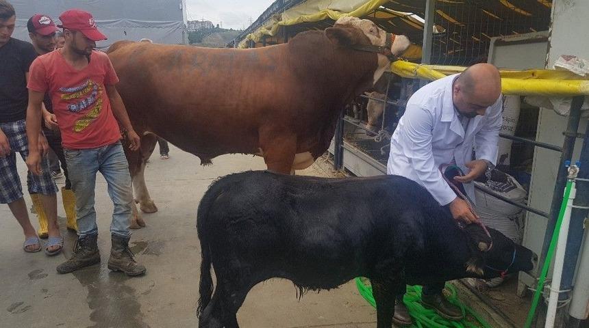 (&ouml;zel) Bu Da En K&uuml;&ccedil;&uuml;k Kurbanlık