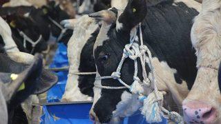 Konya’da Kurbanlıklar Alıcılarını Bekliyor