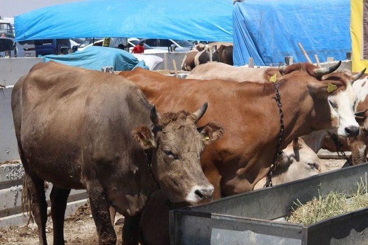Konya’da Kurbanlıklar Alıcılarını Bekliyor G1