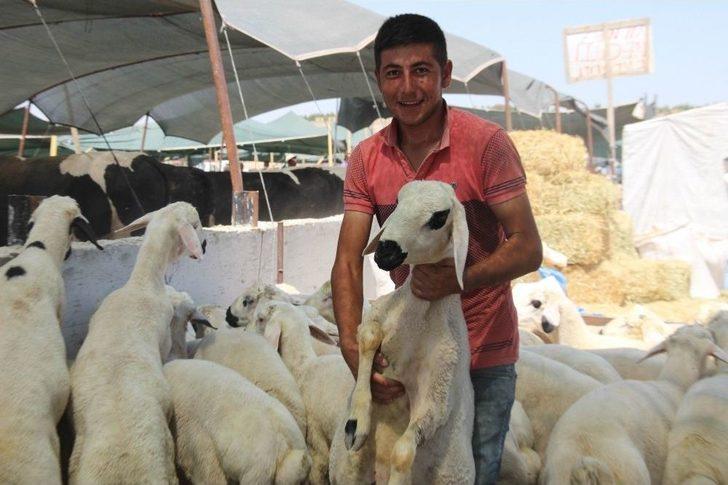 Konya’da Kurbanlıklar Alıcılarını Bekliyor G2