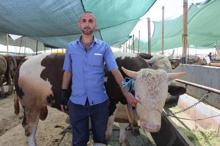 Konya’da Kurbanlıklar Alıcılarını Bekliyor G3