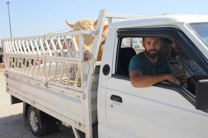 Konya’da Kurbanlıklar Alıcılarını Bekliyor G5