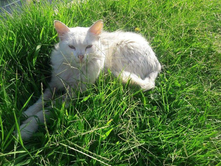 (özel Haber) Durakta İstenmeyen Kedi İçin Yazı Astı, Paylaşım Rekoru Kırdı G3