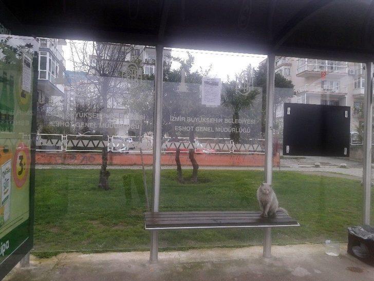 (özel Haber) Durakta İstenmeyen Kedi İçin Yazı Astı, Paylaşım Rekoru Kırdı G4