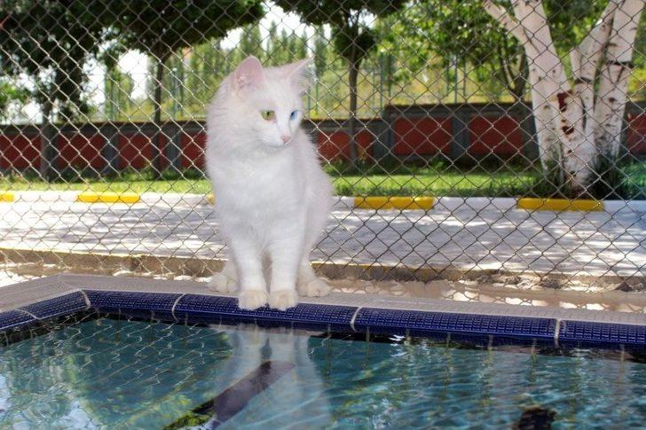 (özel) Van’da Yüzücü Kediler Yetiştirilecek G2