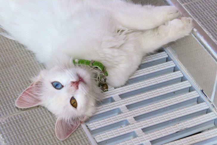 (özel) Van’da Yüzücü Kediler Yetiştirilecek G4