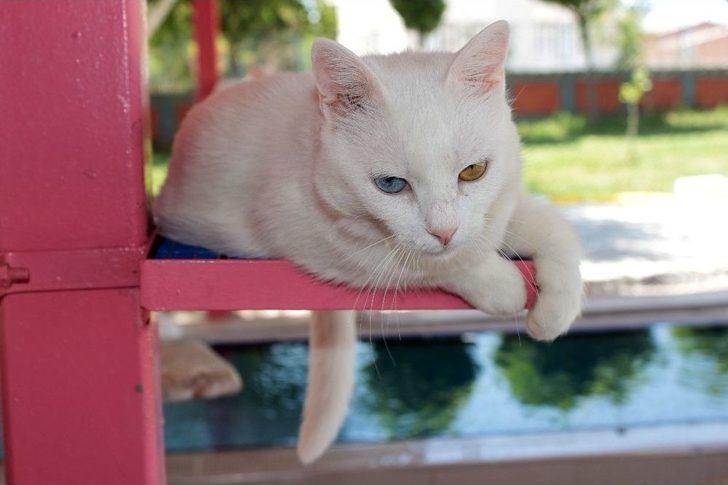 (özel) Van’da Yüzücü Kediler Yetiştirilecek G5