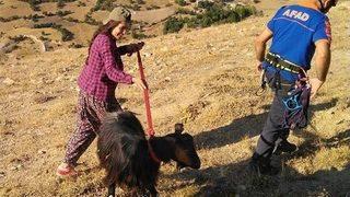 Uçurumda 4 Gün Mahsur Kalan Keçi Kurtarıldı