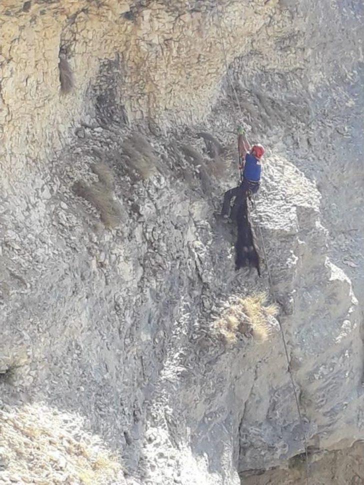 Uçurumda 4 Gün Mahsur Kalan Keçi Kurtarıldı G3