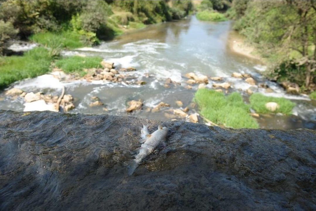 İneg&ouml;l&rsquo;de Balık Katliamı