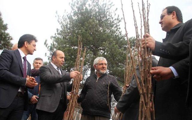 Trabzon Hurması, Kivi İle Yarışacak