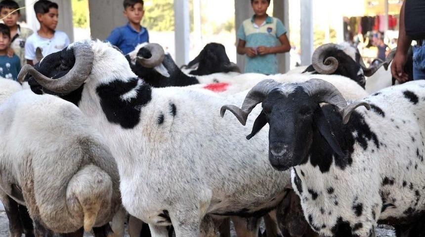 Ak&ccedil;akale&rsquo;deki Kurbanlık Hayvan Pazarında Hareketlilik