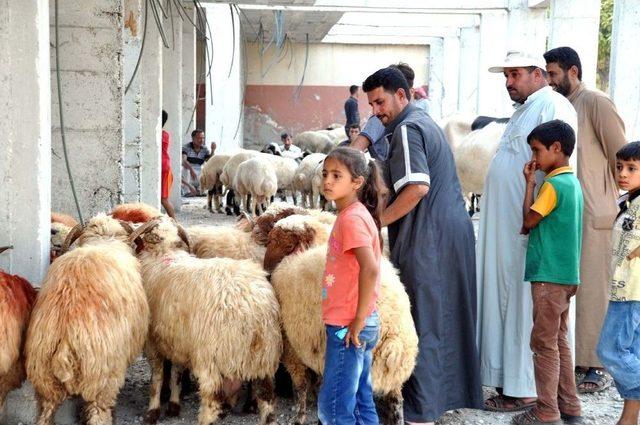 Akçakale’deki Kurbanlık Hayvan Pazarında Hareketlilik