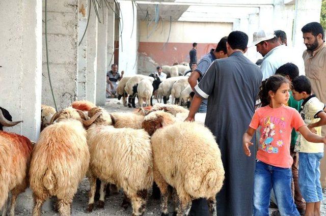 Akçakale’deki Kurbanlık Hayvan Pazarında Hareketlilik