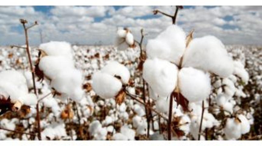 Pamuk &Uuml;reticisinden Satış Şikayeti