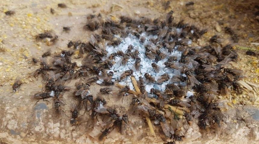 Germencik&rsquo;te Besicilere Karasinekle M&uuml;cadele Desteği