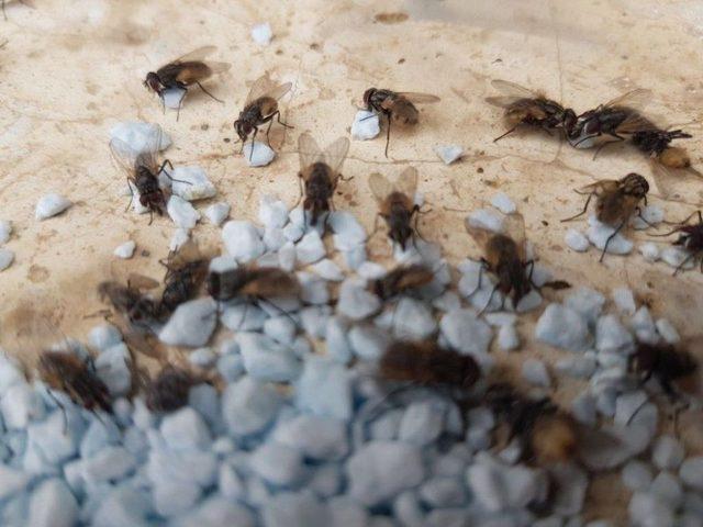 Germencik&rsquo;te Besicilere Karasinekle M&uuml;cadele Desteği 1