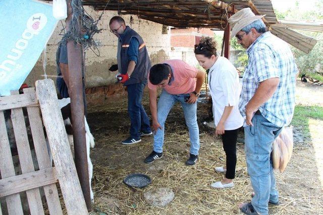 Germencik&rsquo;te Besicilere Karasinekle M&uuml;cadele Desteği 2