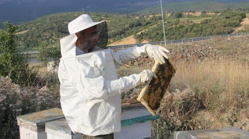 Akdağ Balı, Anzer Balına Rakip