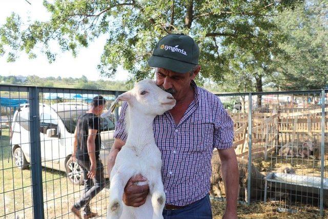 Koça Oğlak Danaya Koç Veriyor