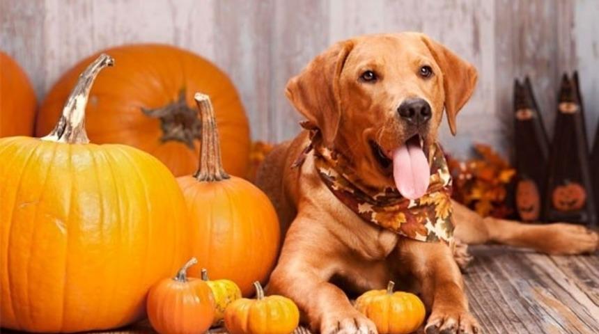 Dikkat: Bu Trend Kabak Tadı Veriyor!