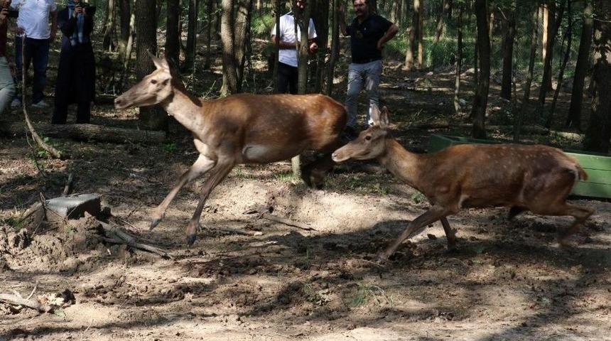 Ormanya Ailesine 5 Kızıl Geyik Katıldı