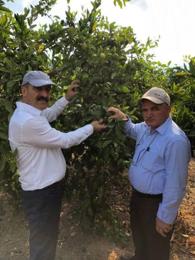 Akdeniz Meyve Sineği İle Mücadelede Destek 50 Tl’den 80 Tl’ye Çıkıyor