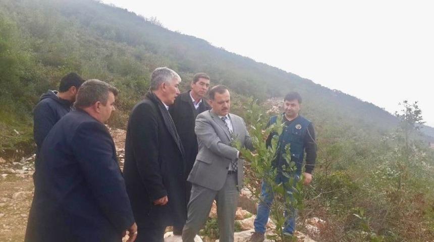 Bursa&rsquo;da Yılda 34 Bin Ton Defne &Uuml;retilecek