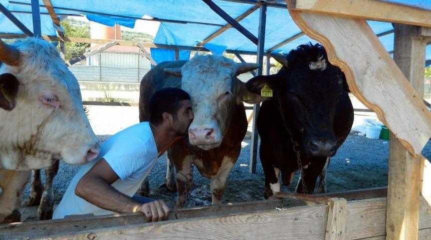Sattığı Kurbanlıkları Öperek Yolcu Ediyor