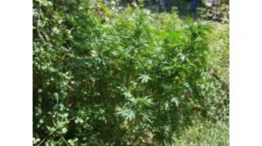 Erdek’te Jandarma 12 Kilo Esrar Yakalandı