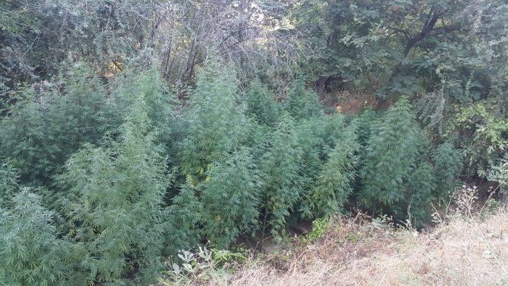 Diyarbakır’da Uyuşturucu Operasyonu: 62 Gözaltı G2