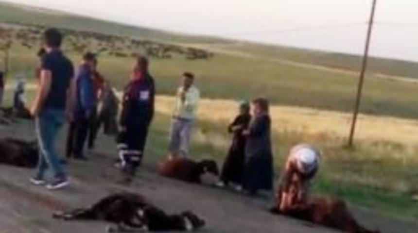 Kamyonetin &Ccedil;arptığı 70 Koyun Telef Oldu