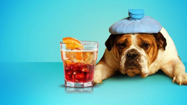 Bugün 'Bir Daha Asla İçmem!' Diye Uyananlar İçin Harika Bir Fikir