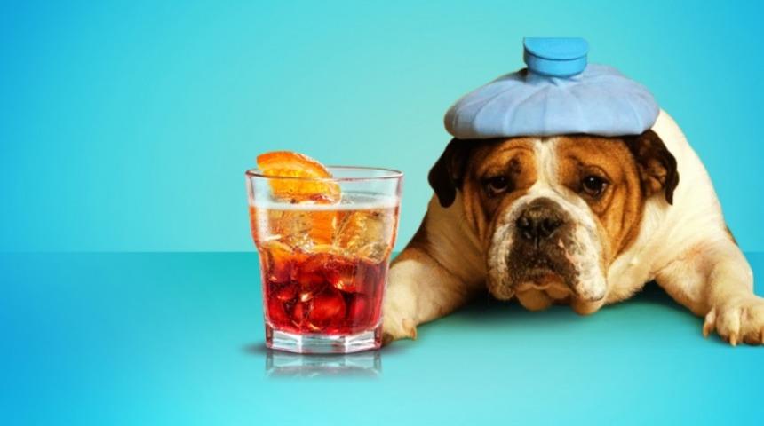 Bugün 'Bir Daha Asla İçmem!' Diye Uyananlar İçin Harika Bir Fikir